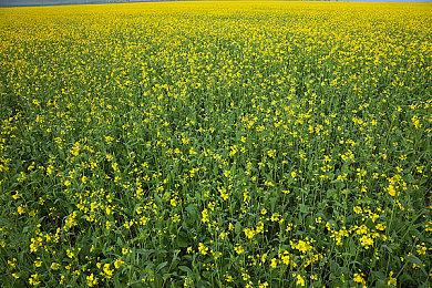 《Rogue Spirit》发布Demo，将在2021年8月26日上线抢先体验